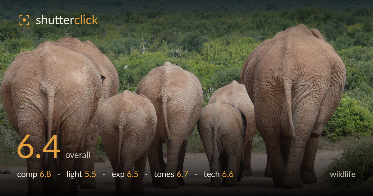 wildlife photo critique card