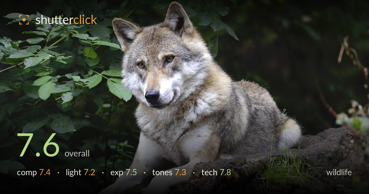 wildlife photo critique card