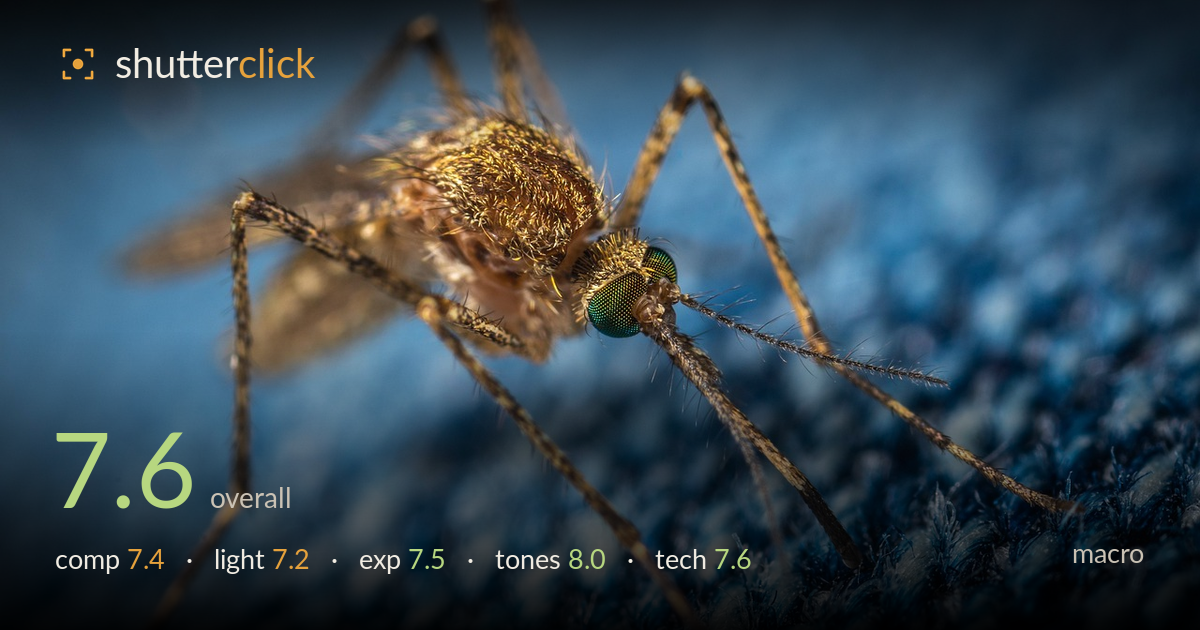 macro photo critique card