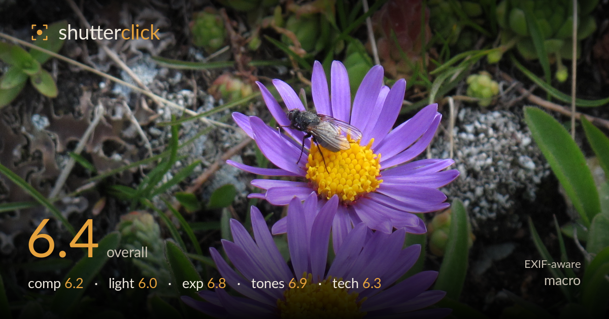 macro photo critique card