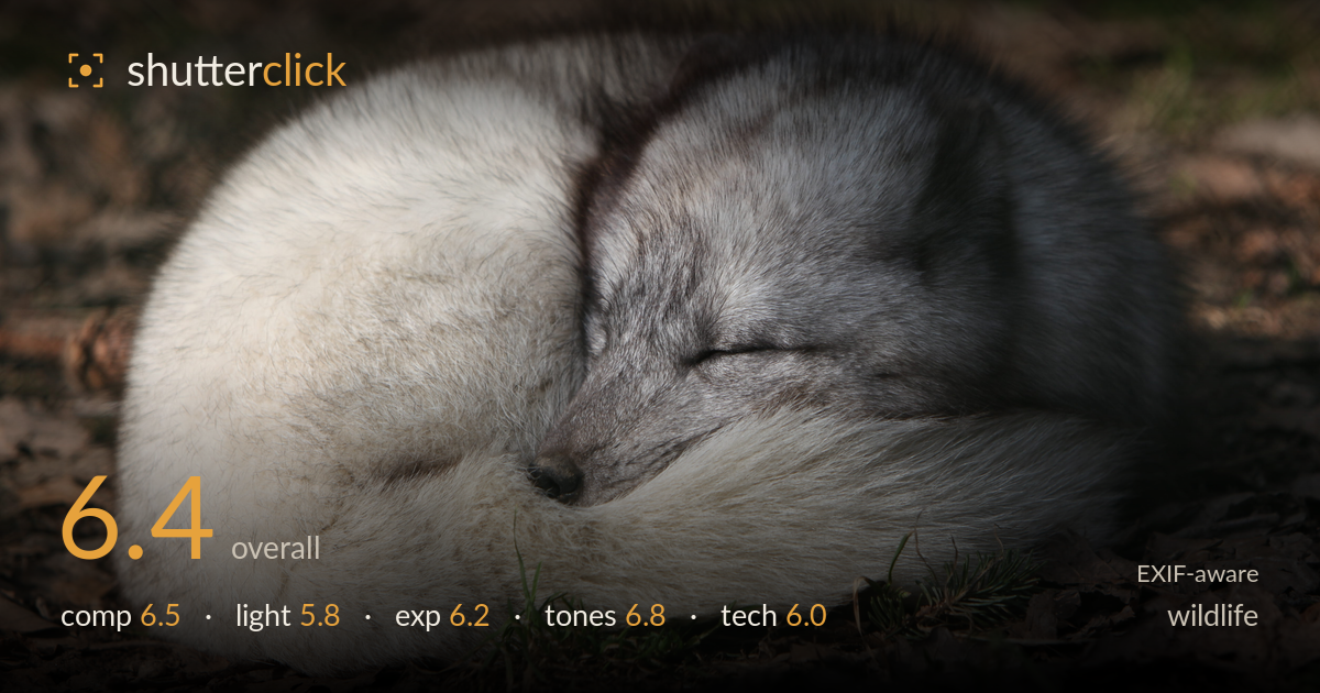 wildlife photo critique card