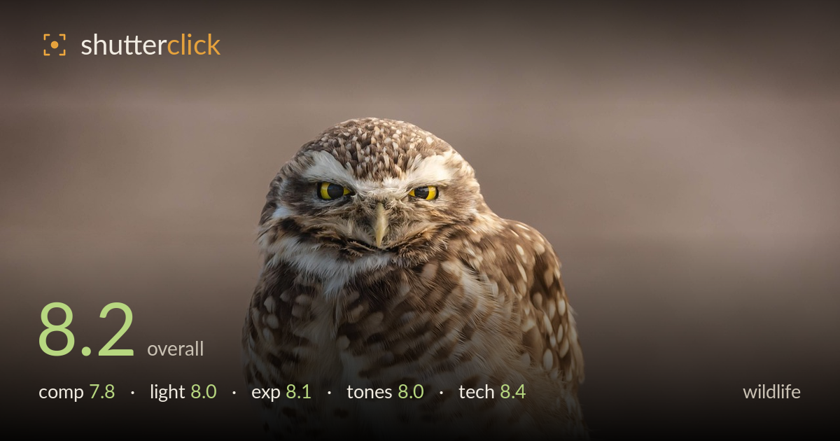 wildlife photo critique card