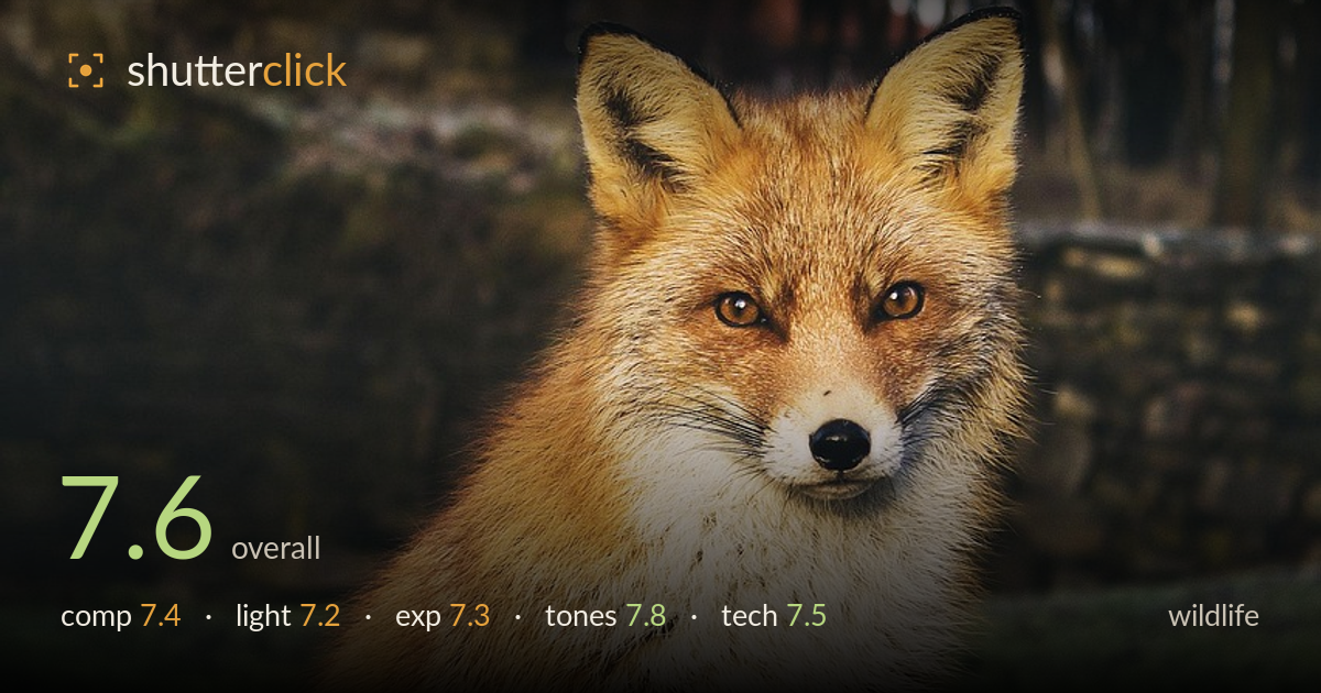 wildlife photo critique card