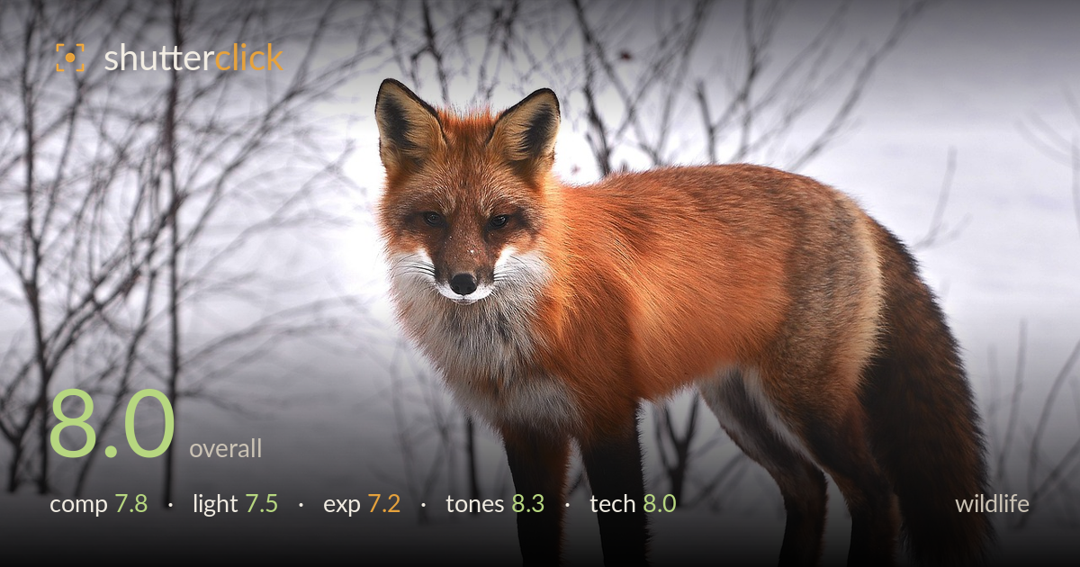 wildlife photo critique card