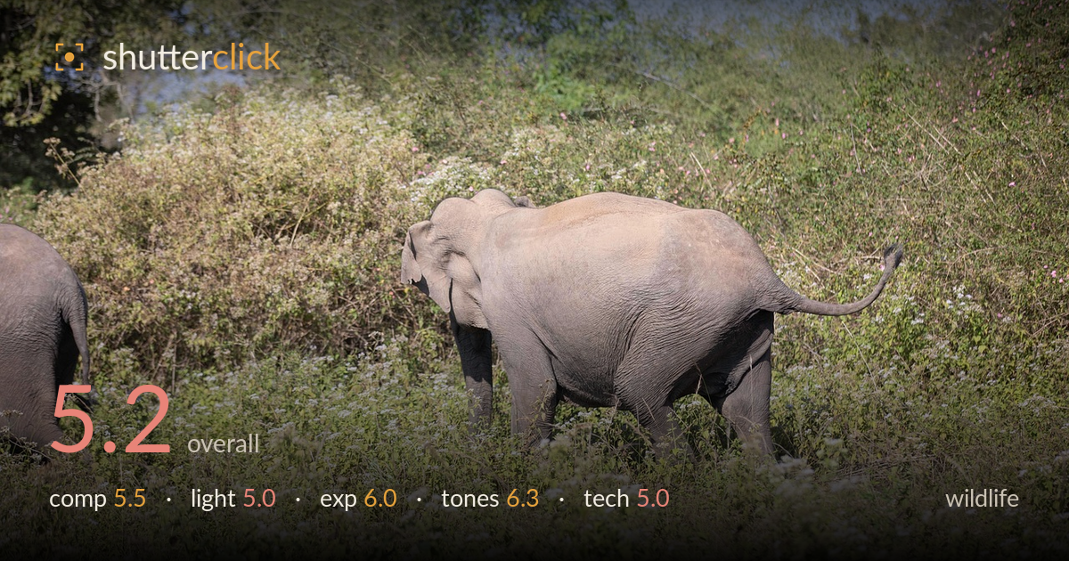 wildlife photo critique card