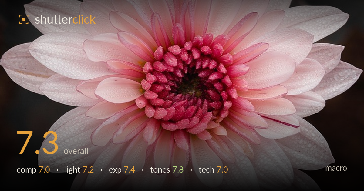 macro photo critique card
