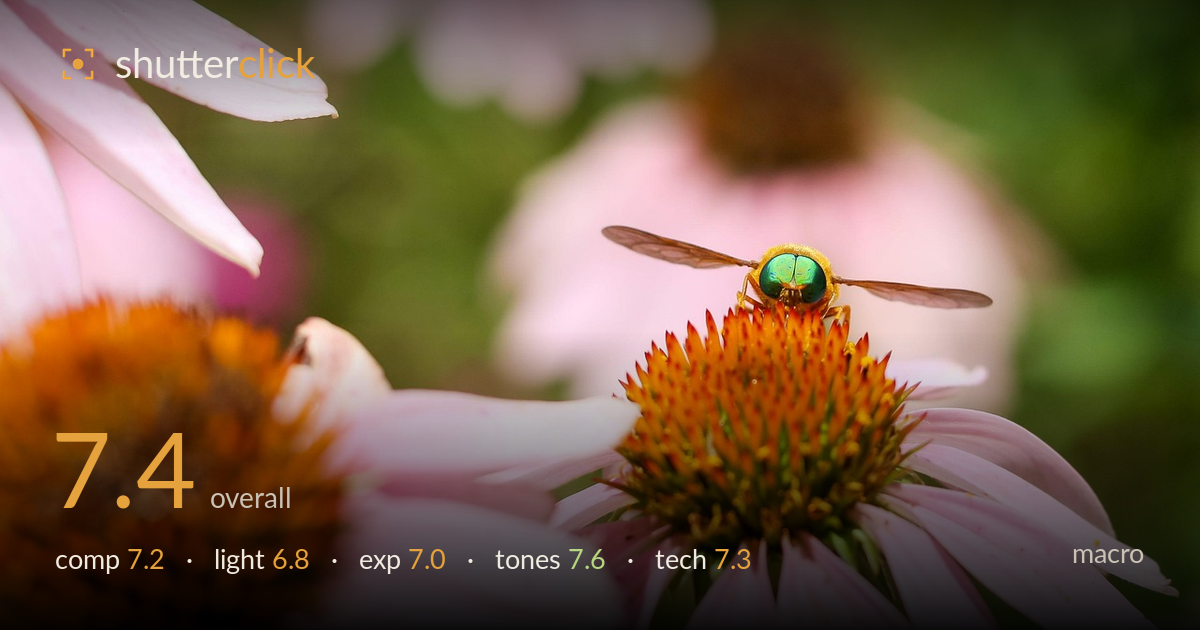 macro photo critique card