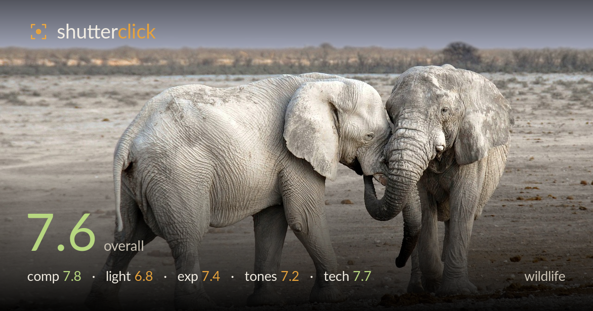 wildlife photo critique card