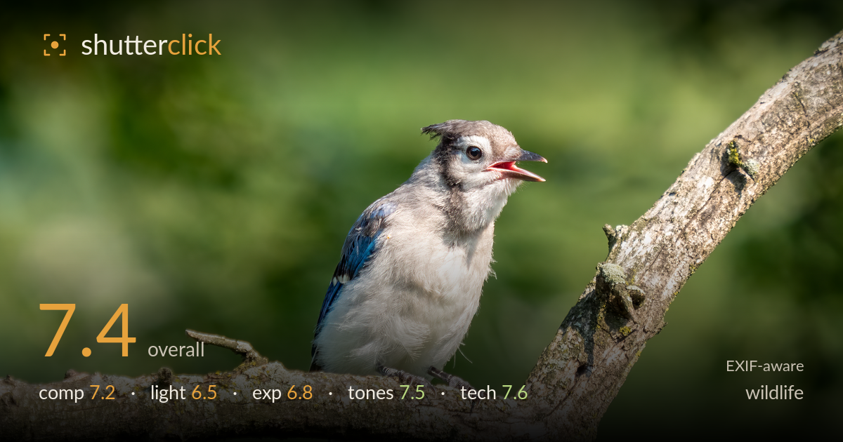 wildlife photo critique card