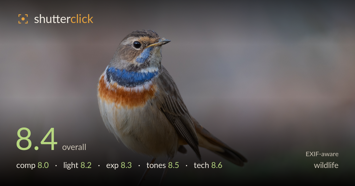 wildlife photo critique card