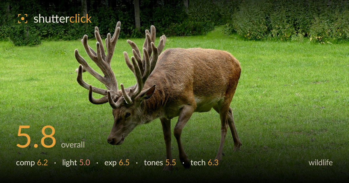 wildlife photo critique card