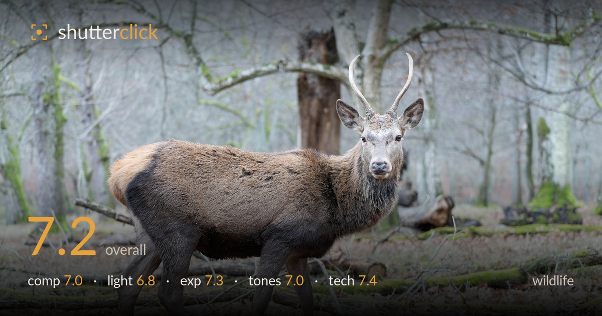 wildlife photo critique card