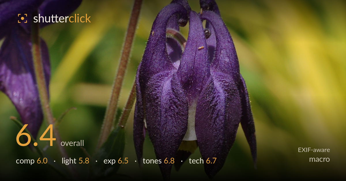 macro photo critique card
