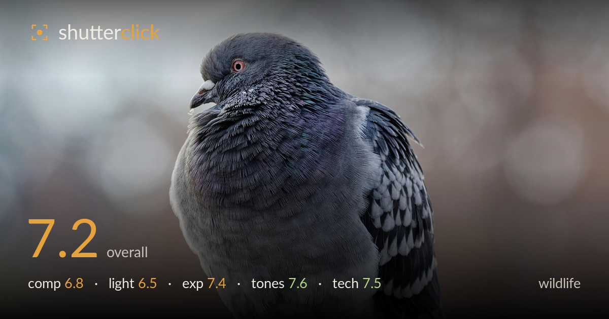 wildlife photo critique card