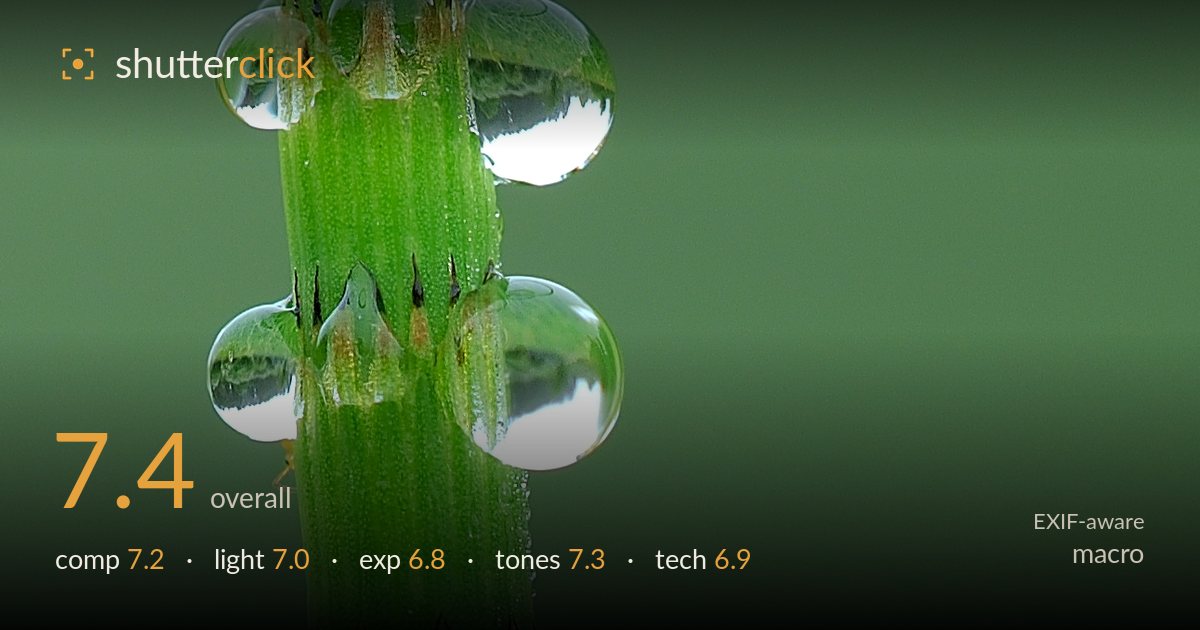 macro photo critique card