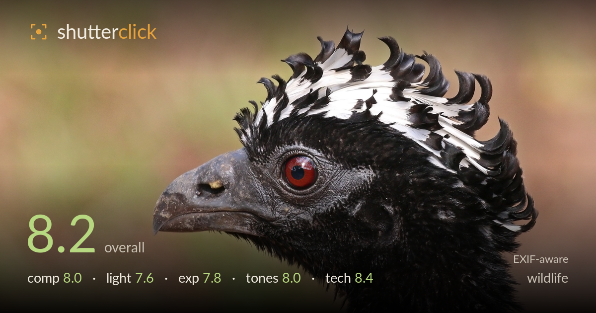 wildlife photo critique card
