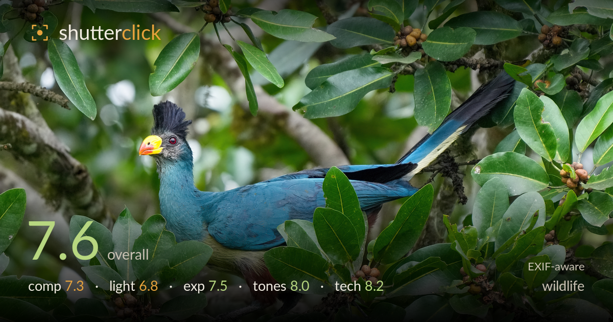 wildlife photo critique card