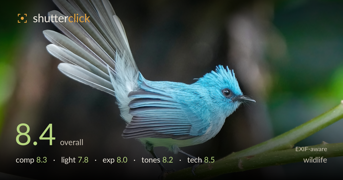 wildlife photo critique card