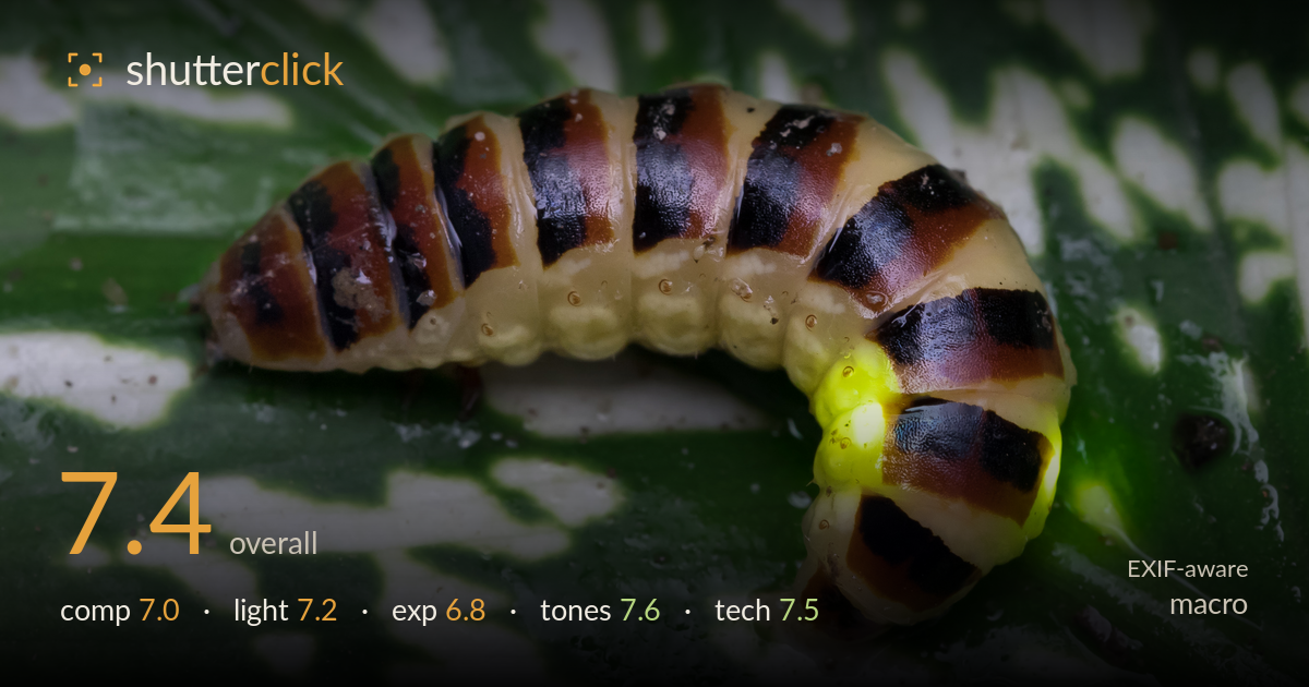 macro photo critique card