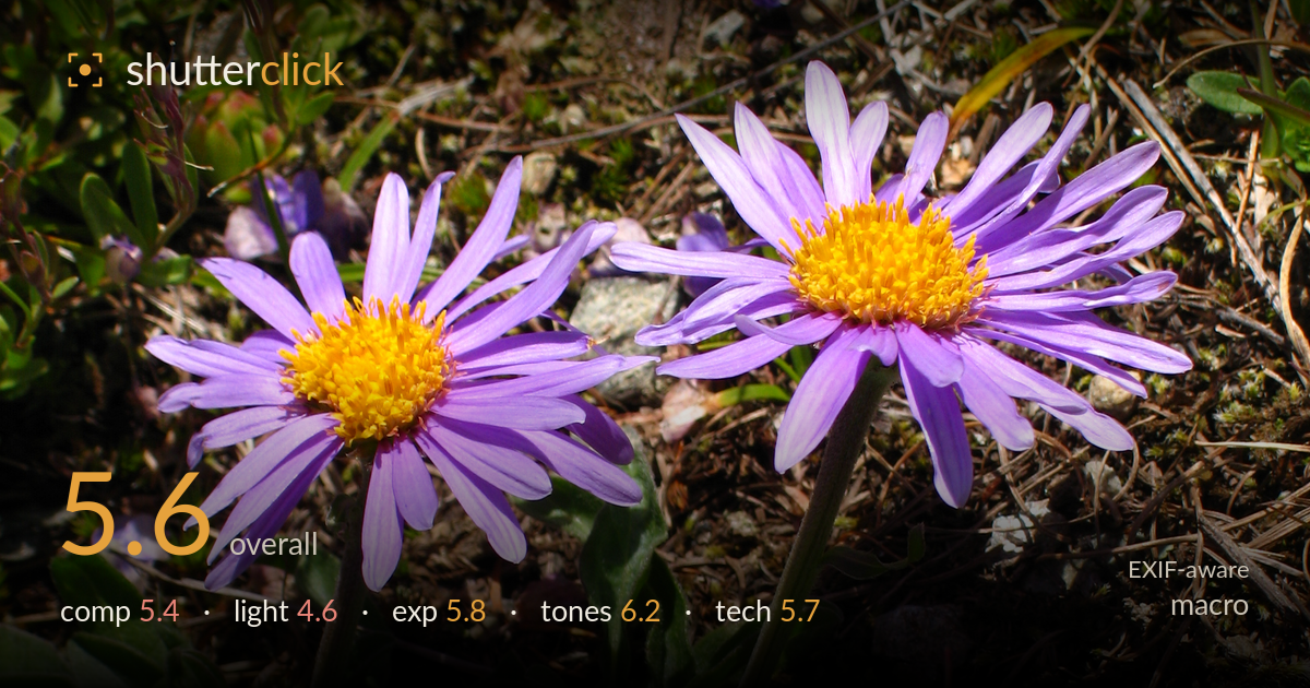 macro photo critique card