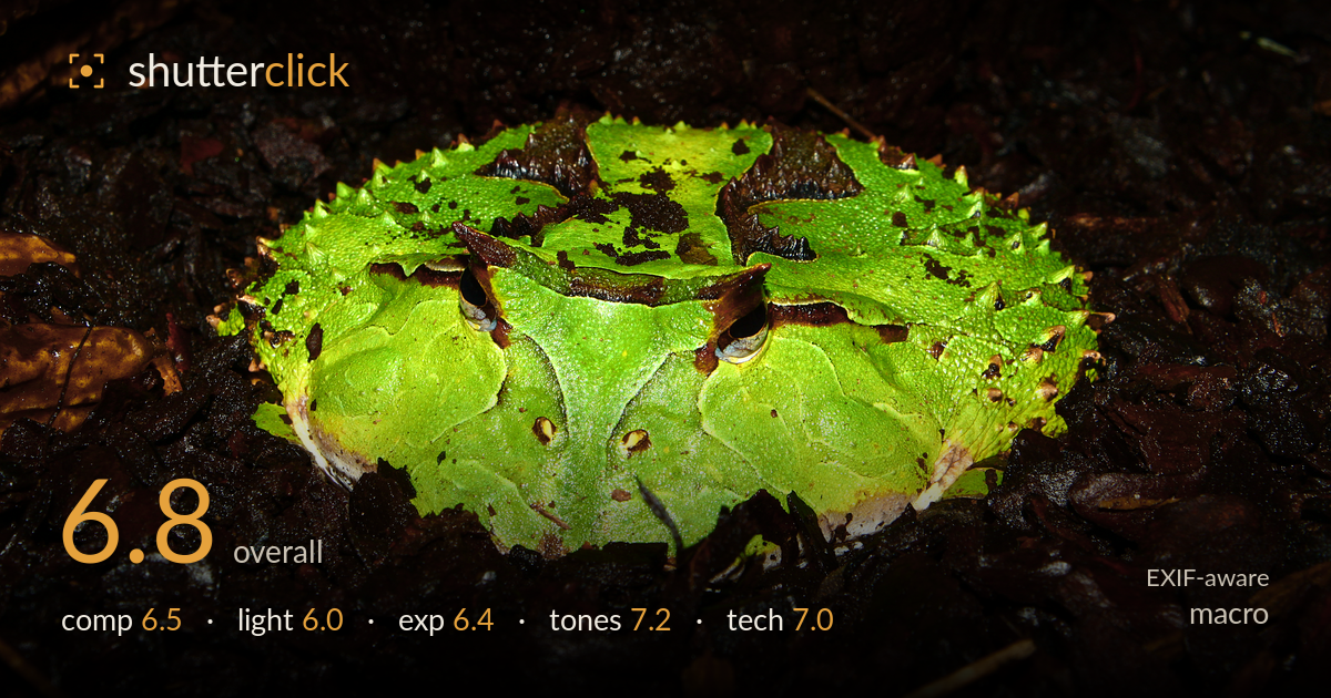 macro photo critique card