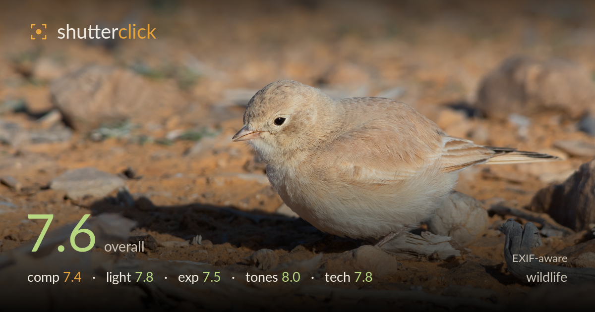 wildlife photo critique card