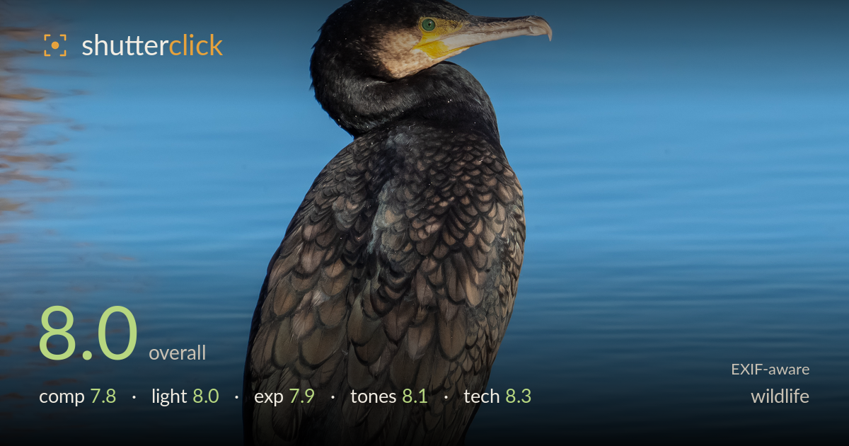 wildlife photo critique card