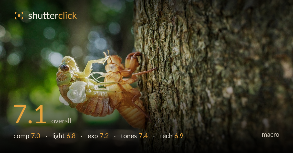 macro photo critique card