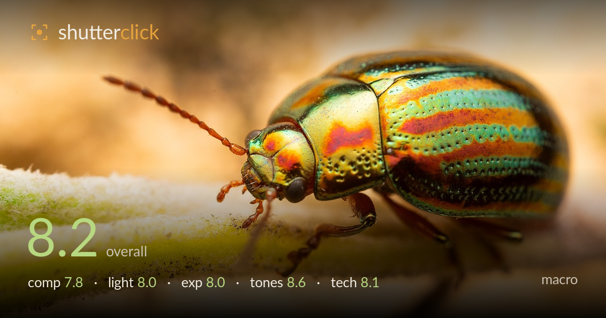 macro photo critique card