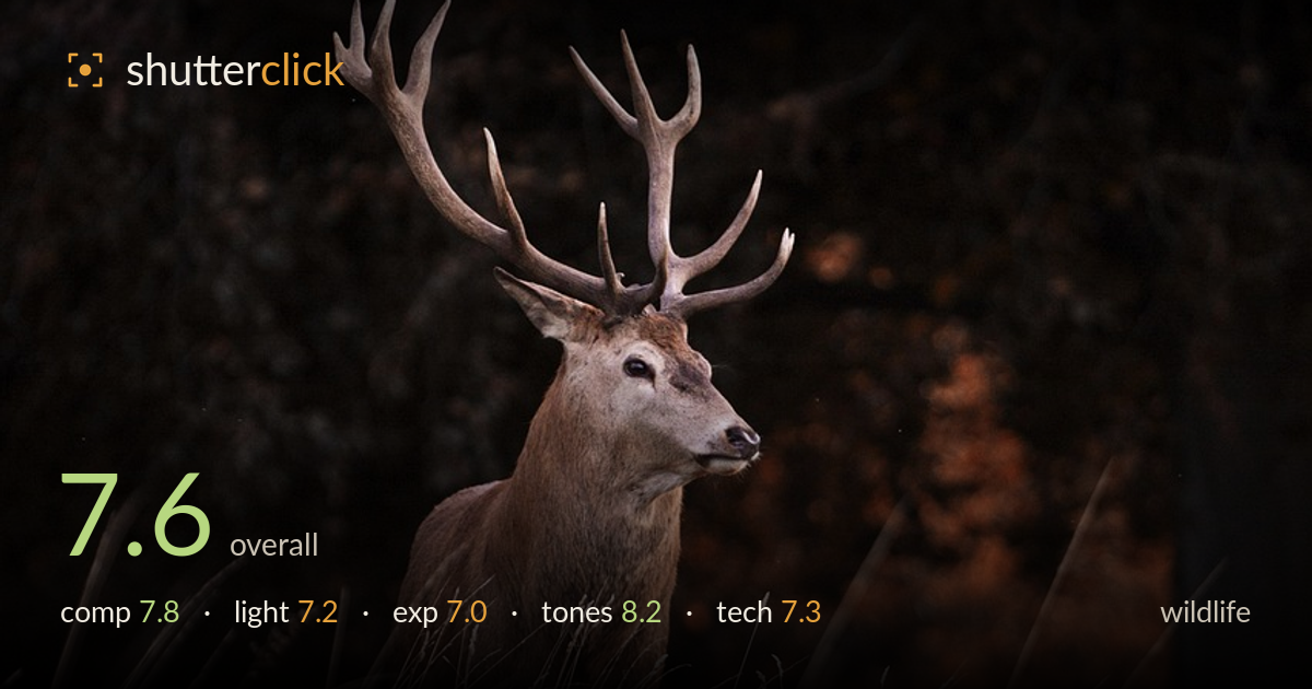 wildlife photo critique card