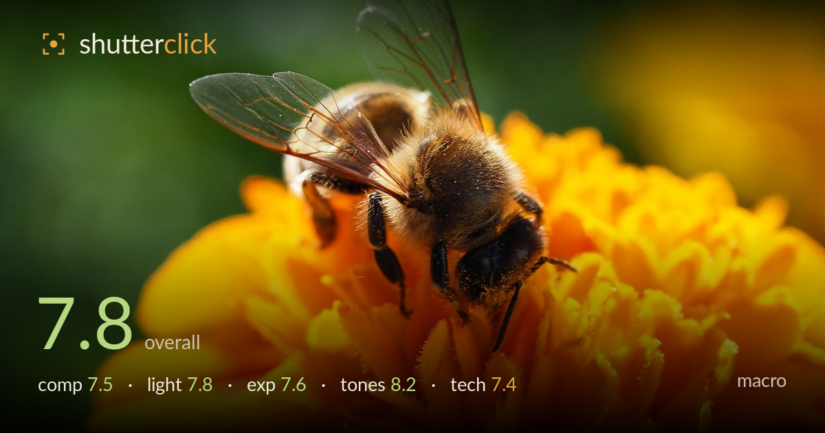 macro photo critique card