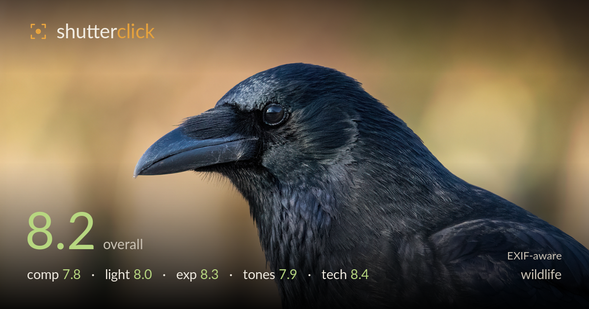 wildlife photo critique card