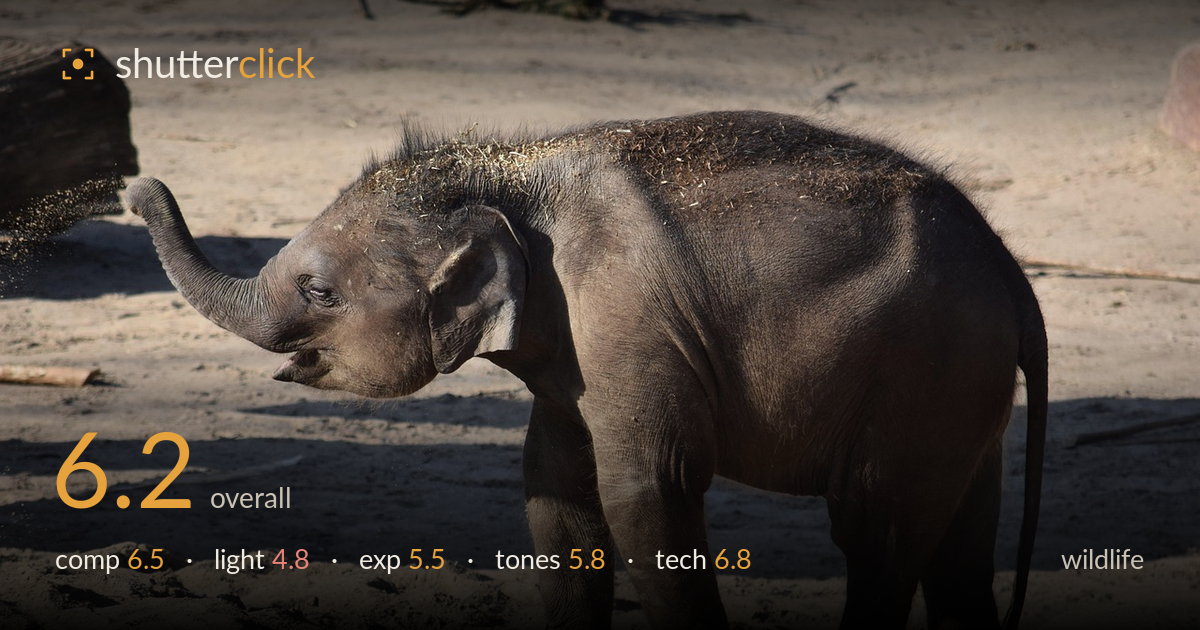 wildlife photo critique card