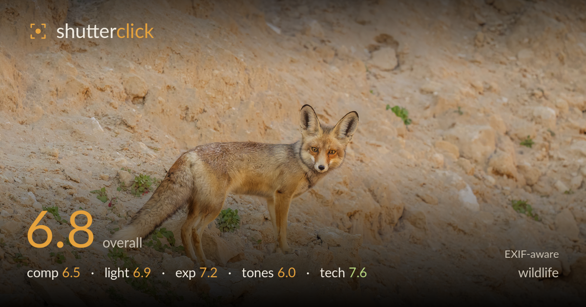 wildlife photo critique card