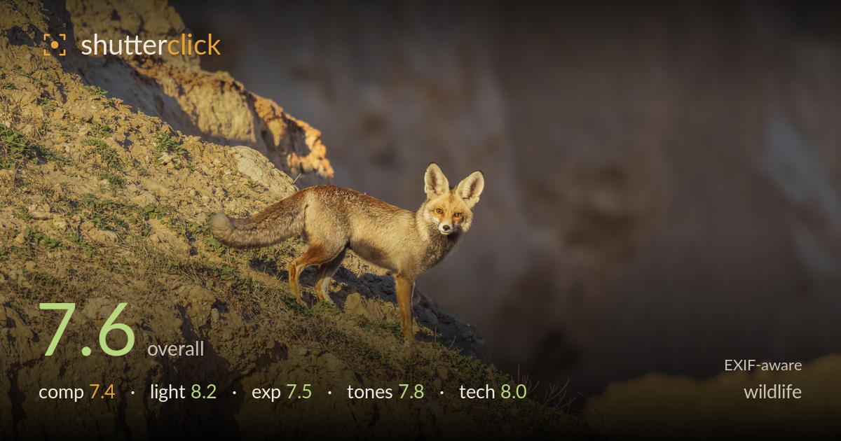 wildlife photo critique card