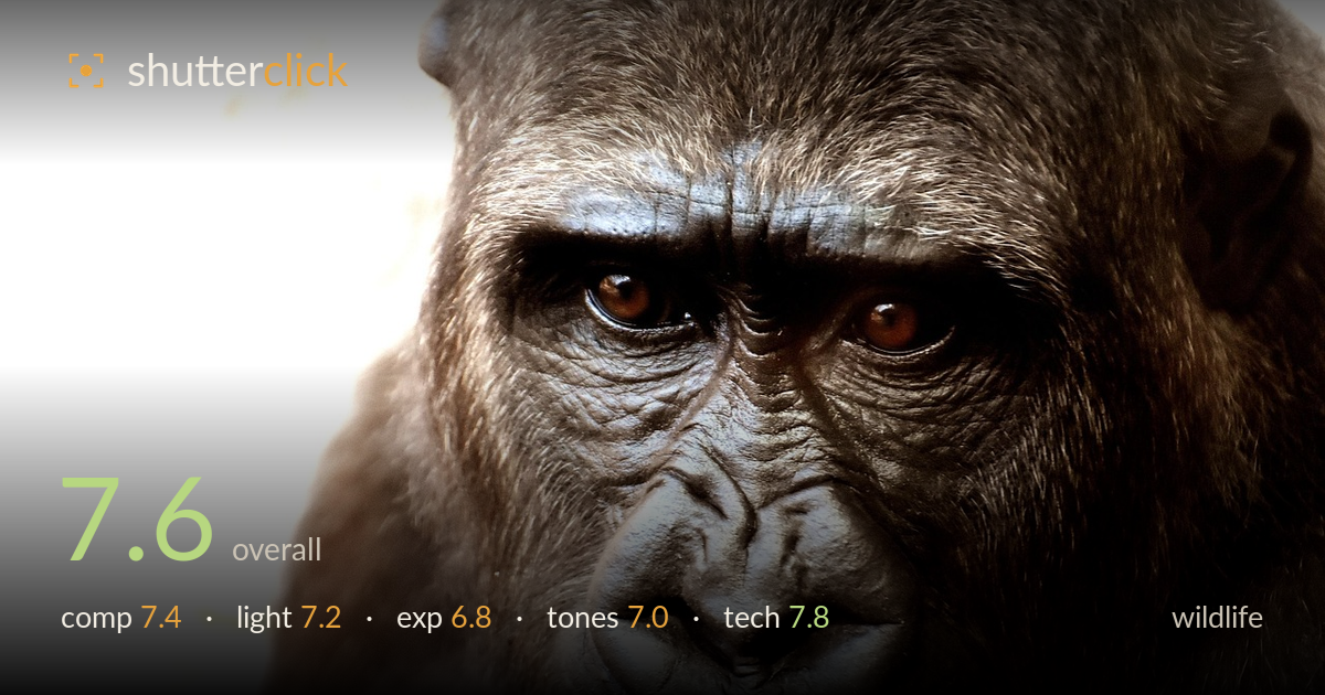 wildlife photo critique card