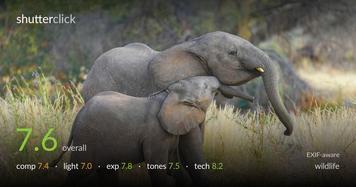 wildlife photo critique card