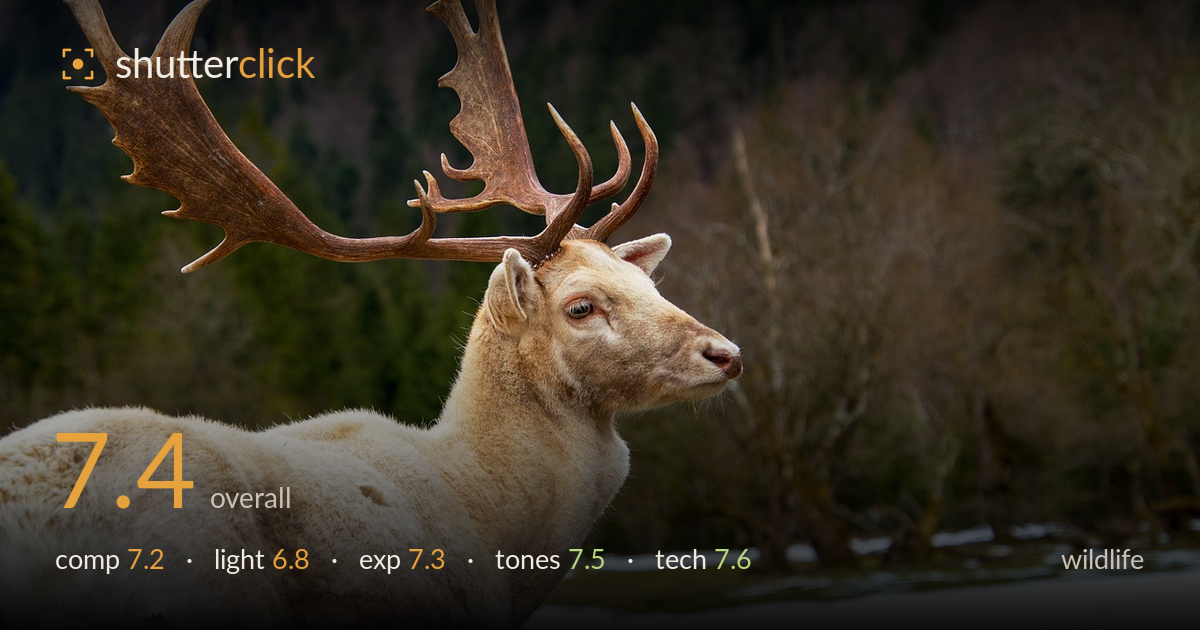 wildlife photo critique card