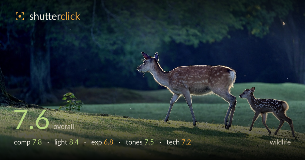 wildlife photo critique card