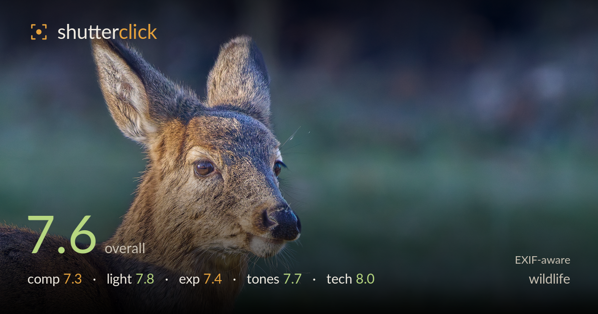 wildlife photo critique card