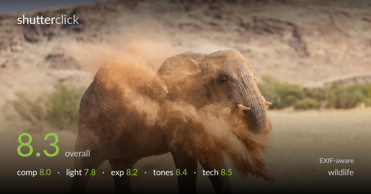 wildlife photo critique card