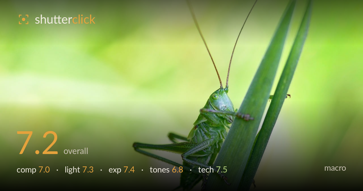 macro photo critique card