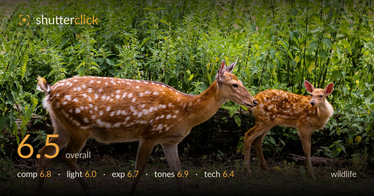 wildlife photo critique card