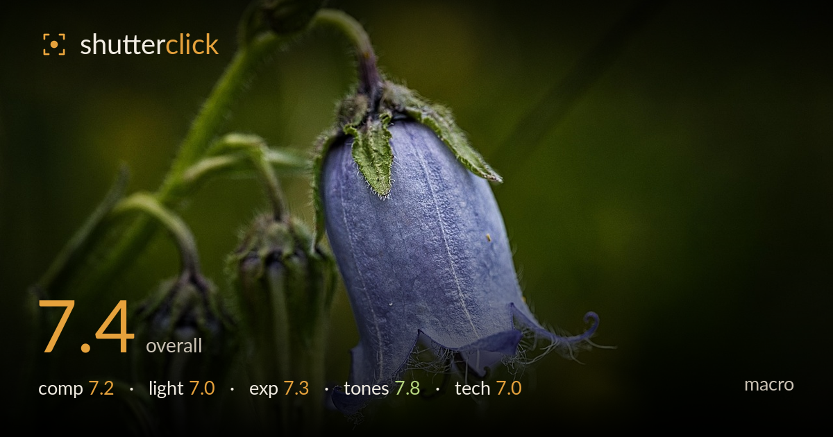 macro photo critique card