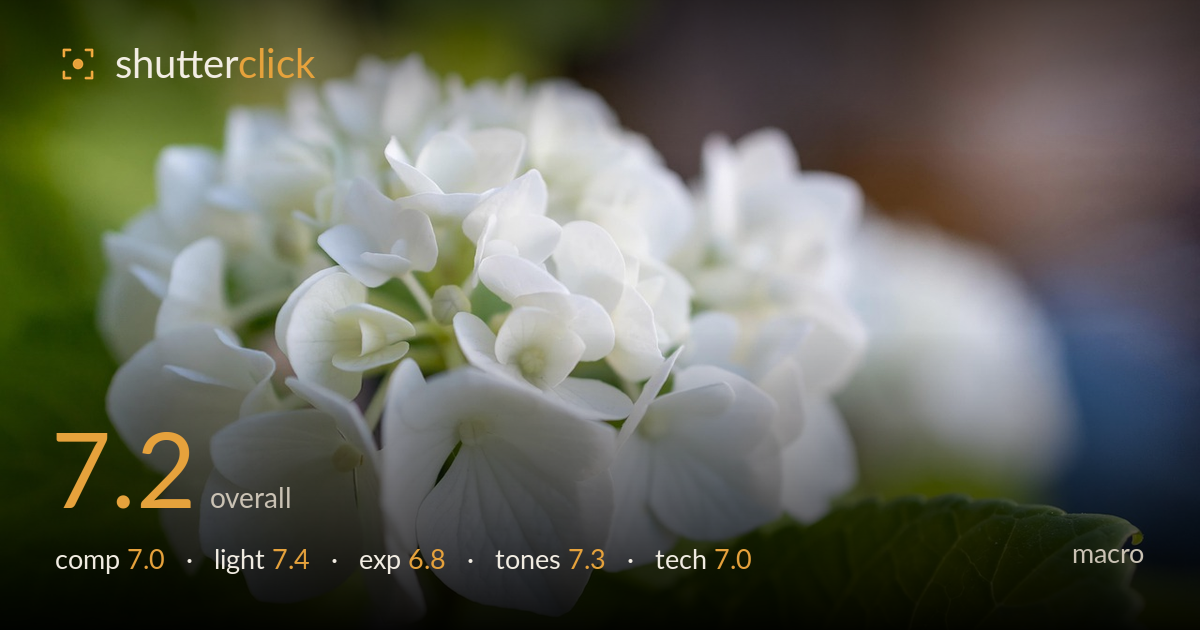 macro photo critique card