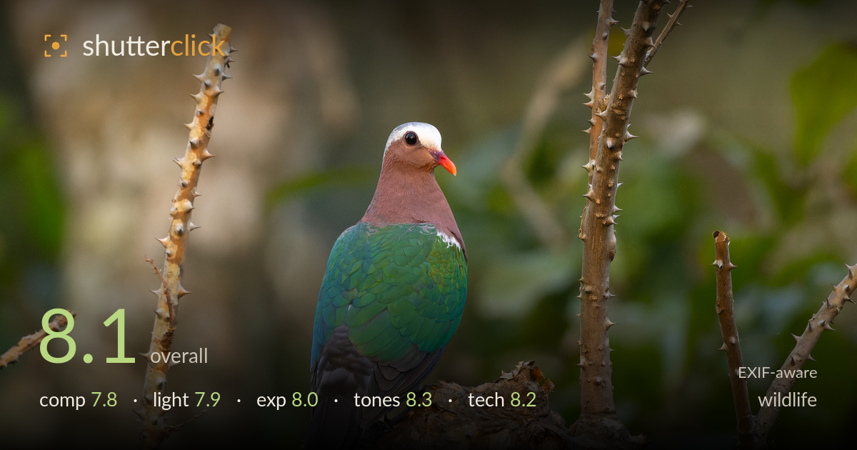 wildlife photo critique card