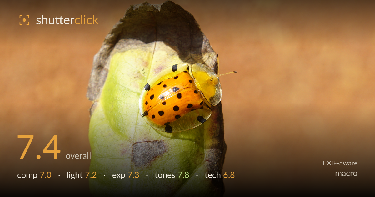 macro photo critique card