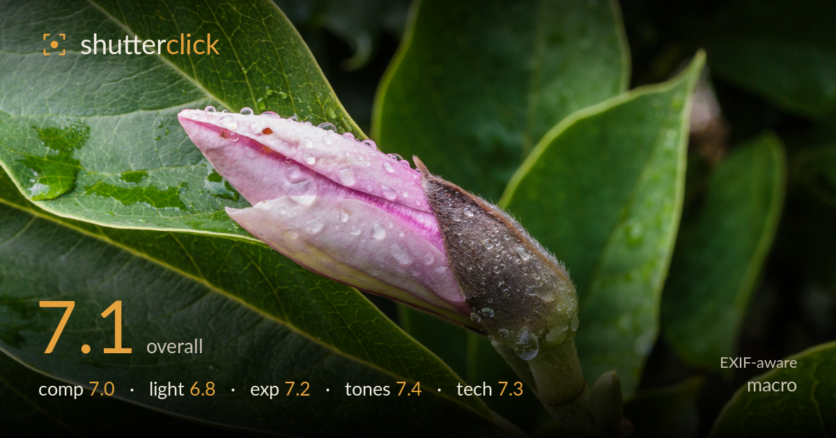 macro photo critique card