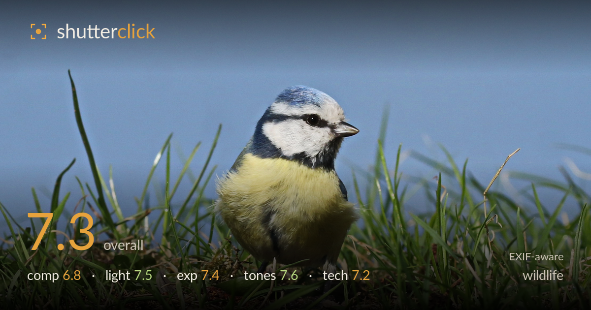 wildlife photo critique card