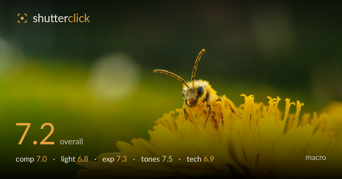 macro photo critique card